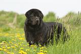 DOGUE DU TIBET 224